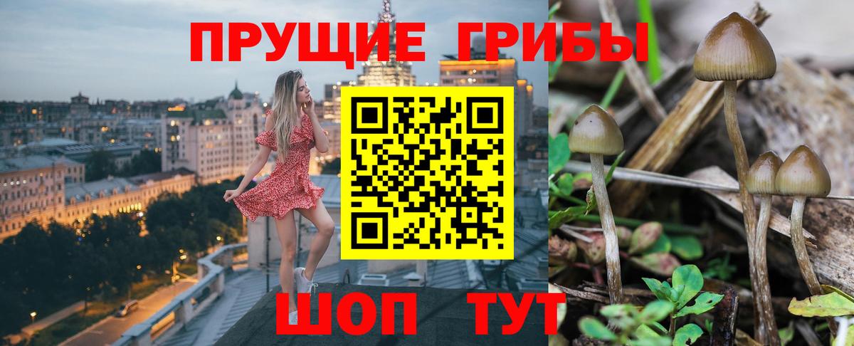 Галлюциногенные грибы Psilocybine cubensis  Вход с VPN  Клин  Псилоцибиновые грибы мухоморы 